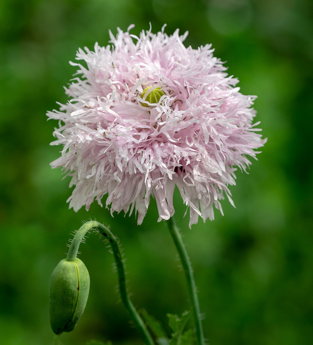 Papaver somniferum 'Lilac Pompom'