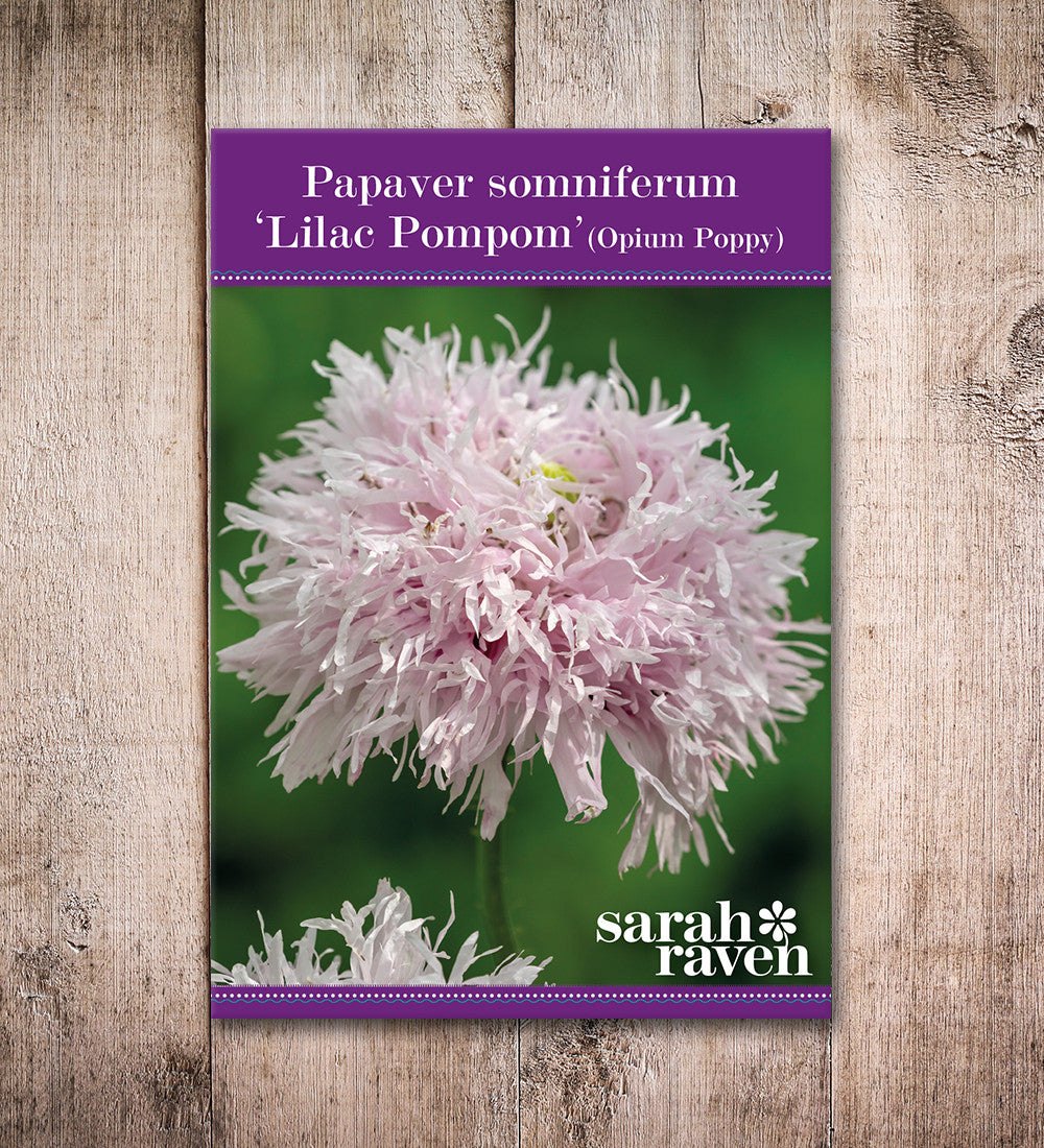 Papaver somniferum 'Lilac Pompom'