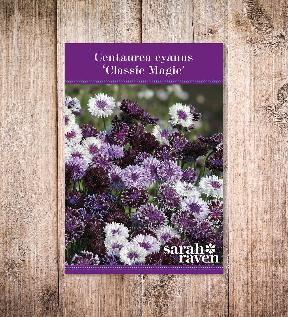 Centaurea cyanus 'Classic Magic'