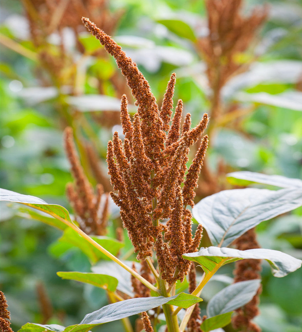 Amaranthus cruentus 'Hot Biscuits'