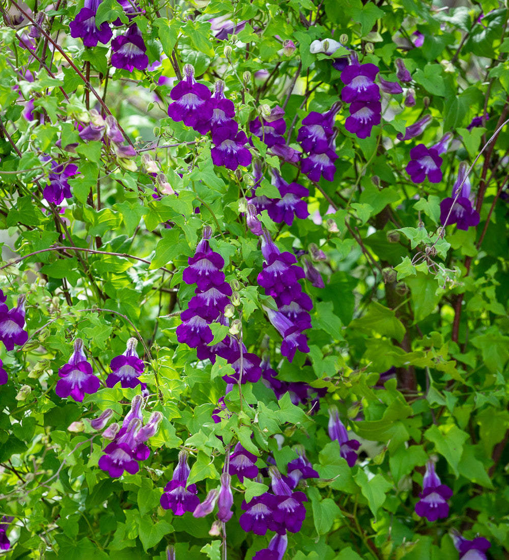 Lophospermum scandens 'Joan Loraine' (syn. Asarina)