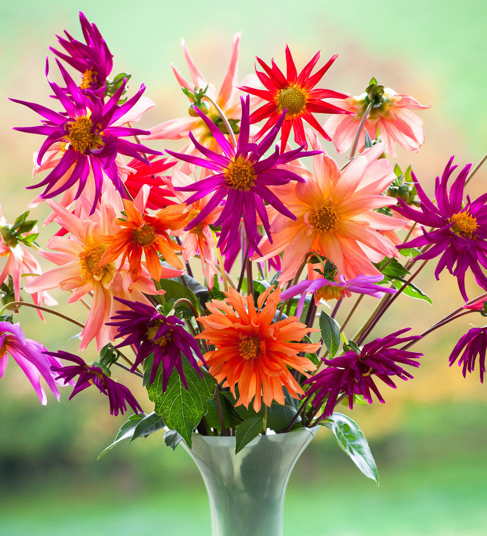 Dahlia Cactus Group Mix