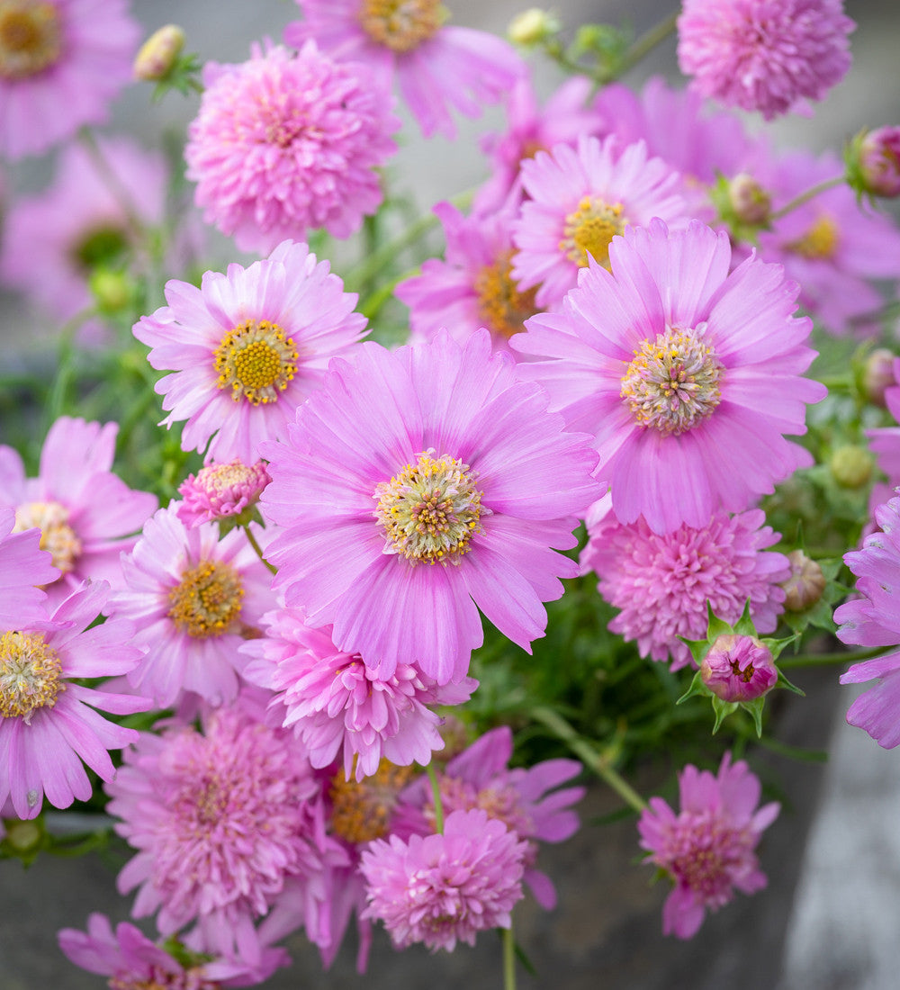 Cosmos bipinnatus 'Pink Popsocks'
