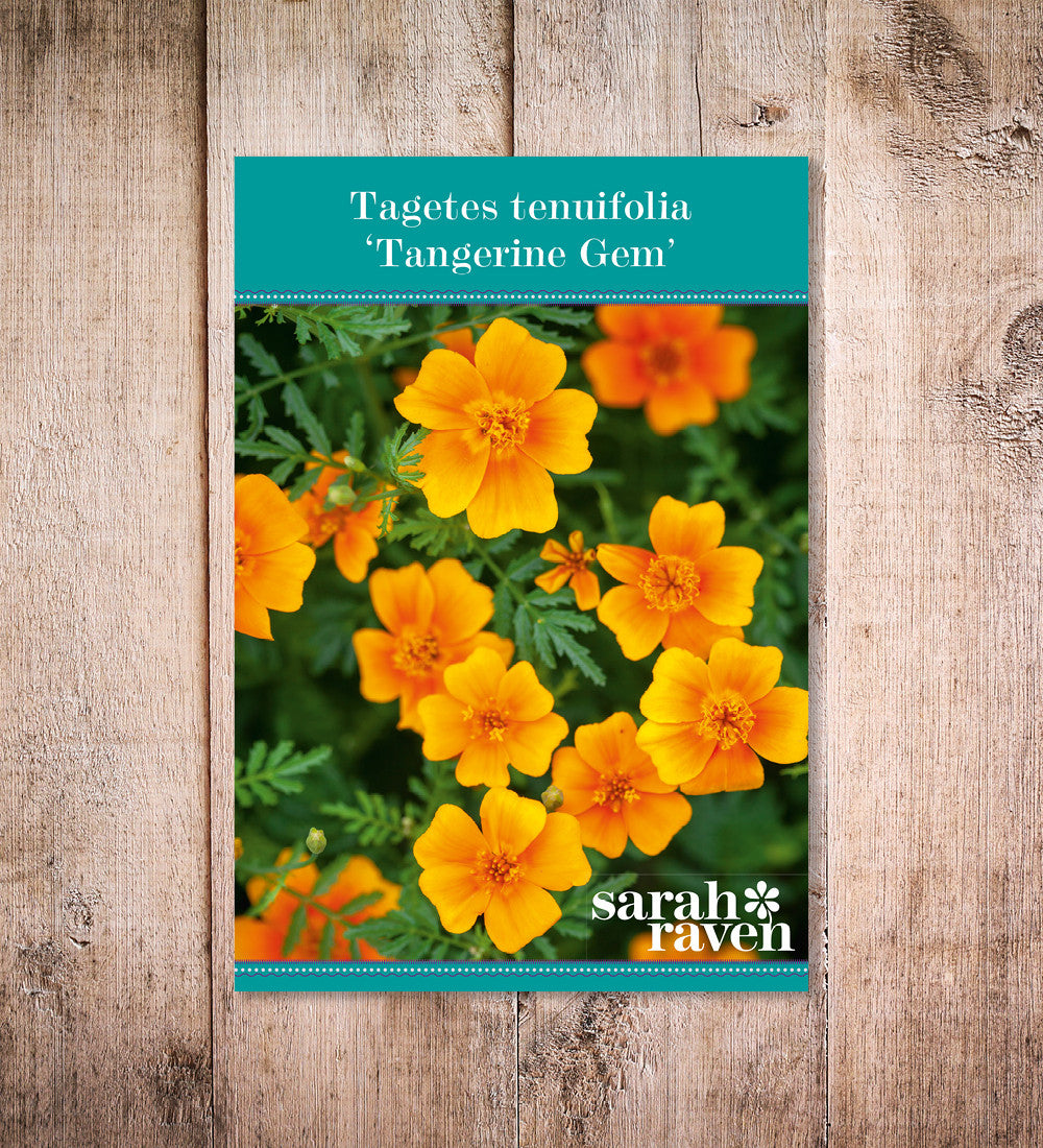 Tagetes tenuifolia 'Tangerine Gem'