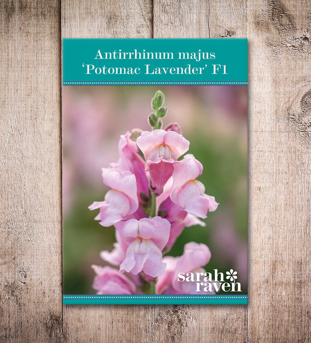 Antirrhinum majus 'Potomac Lavender' F1