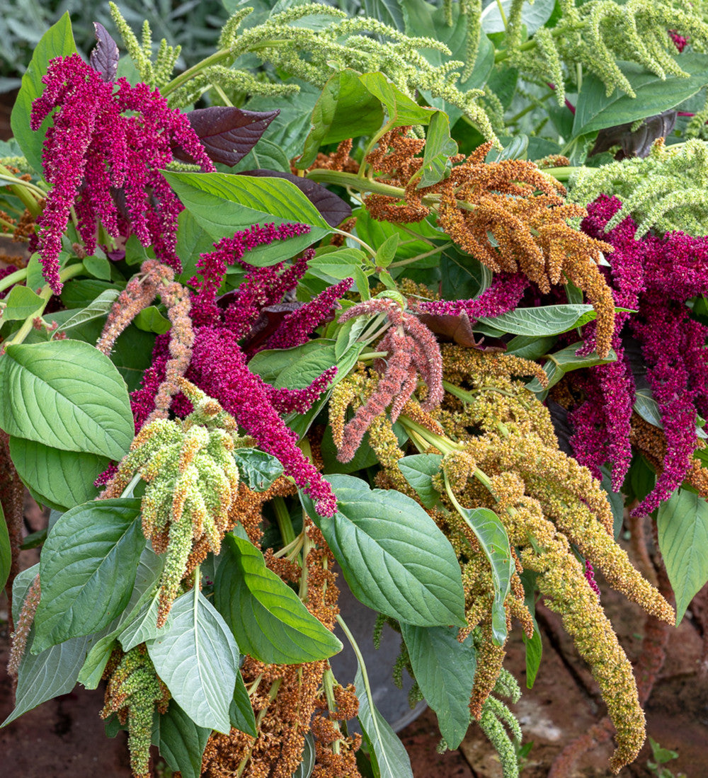 Amaranthus caudatus 'Coral Fountain'