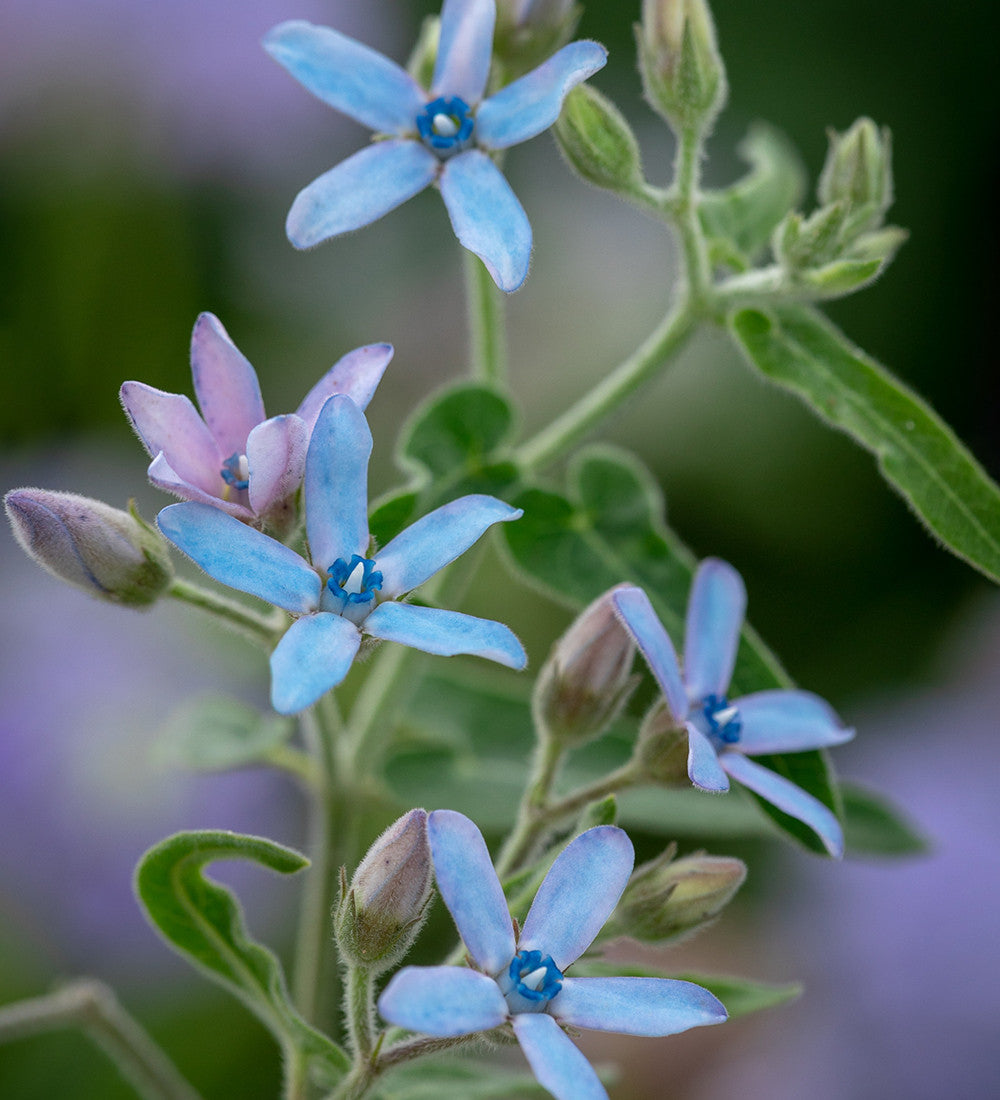Tweedia coerulea