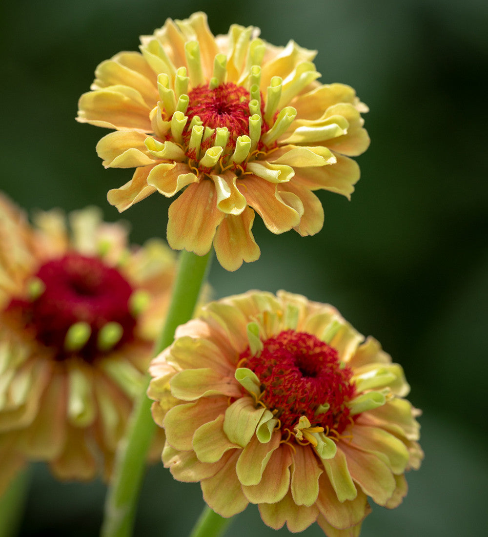 Zinnia elegans 'Queeny Lime Orange'