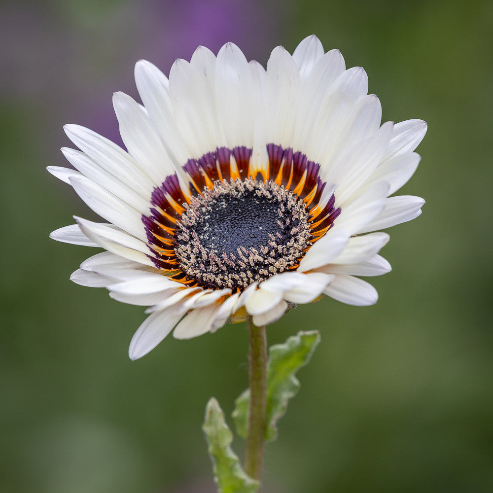 Arctotis fastuosa var. alba 'Zulu Prince' (syn. Venidium)