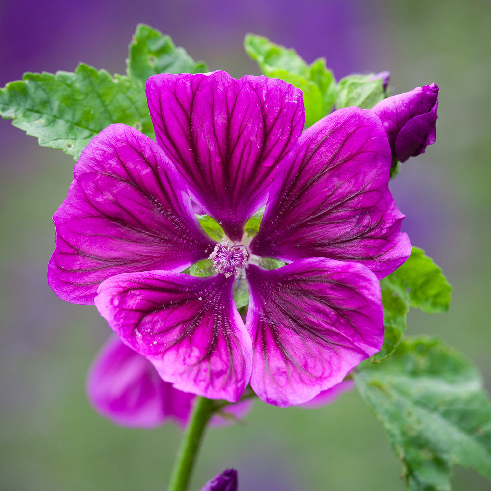 Malva sylvestris mauritiana