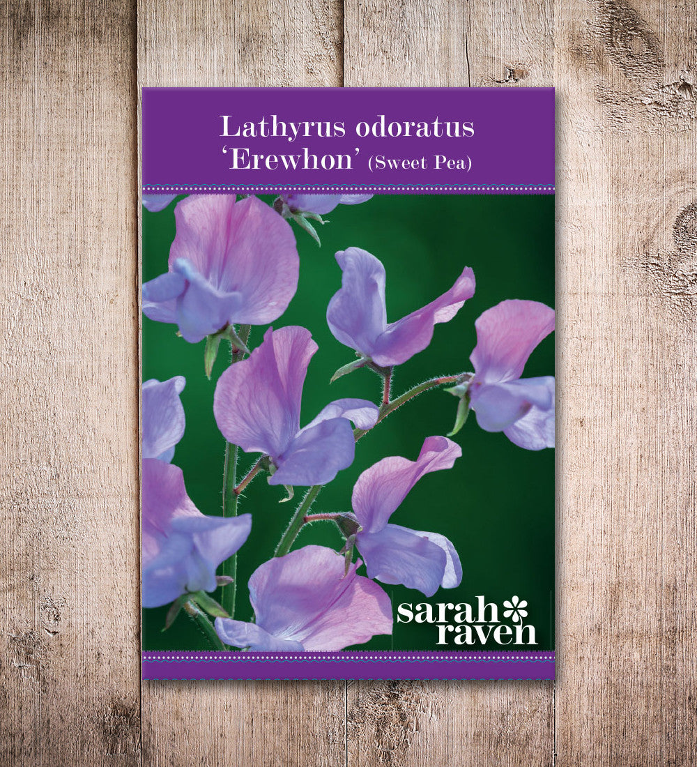 Sweet Pea 'Erewhon'
