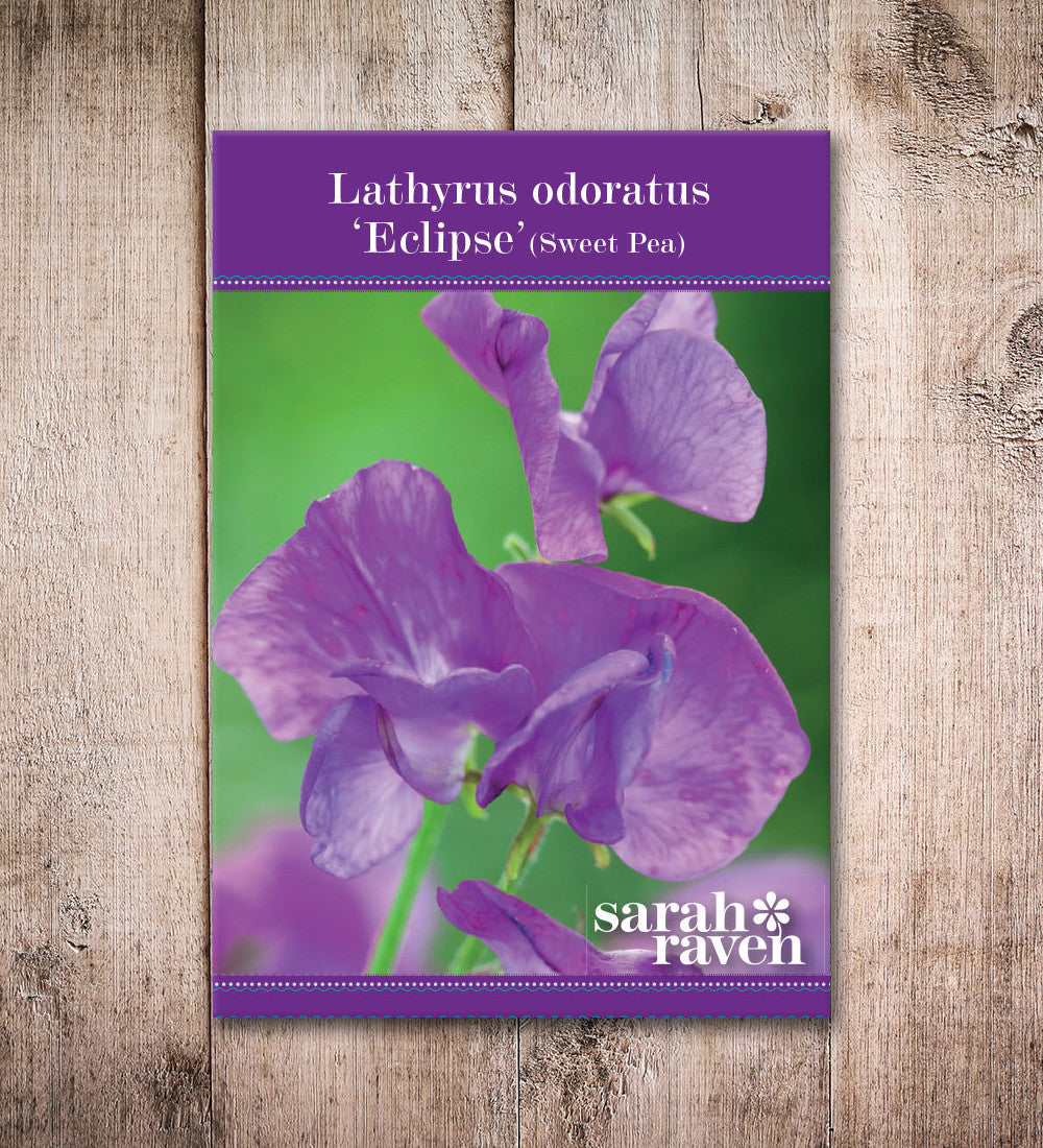 Sweet Pea 'Eclipse'