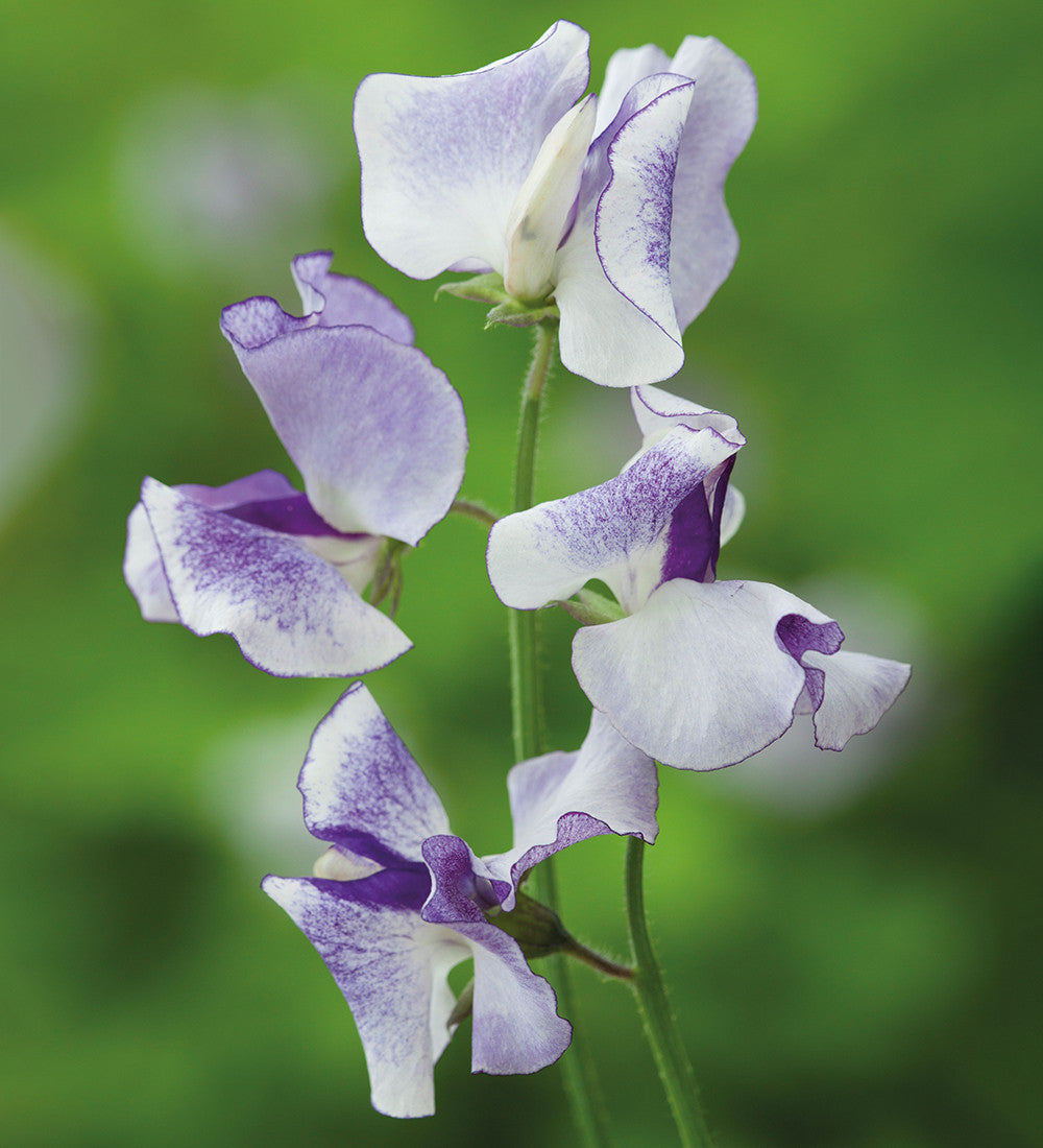 Sweet Pea 'Lilac Ripple'