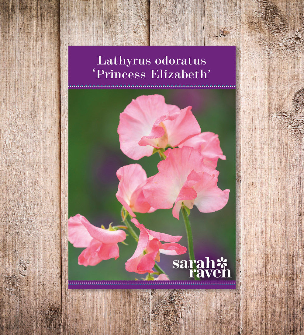 Sweet Pea 'Princess Elizabeth'