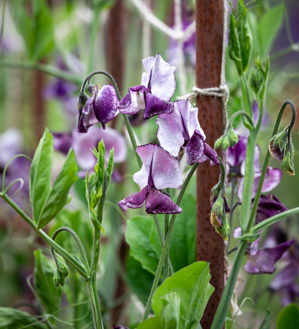 Sweet Pea 'Nimbus'