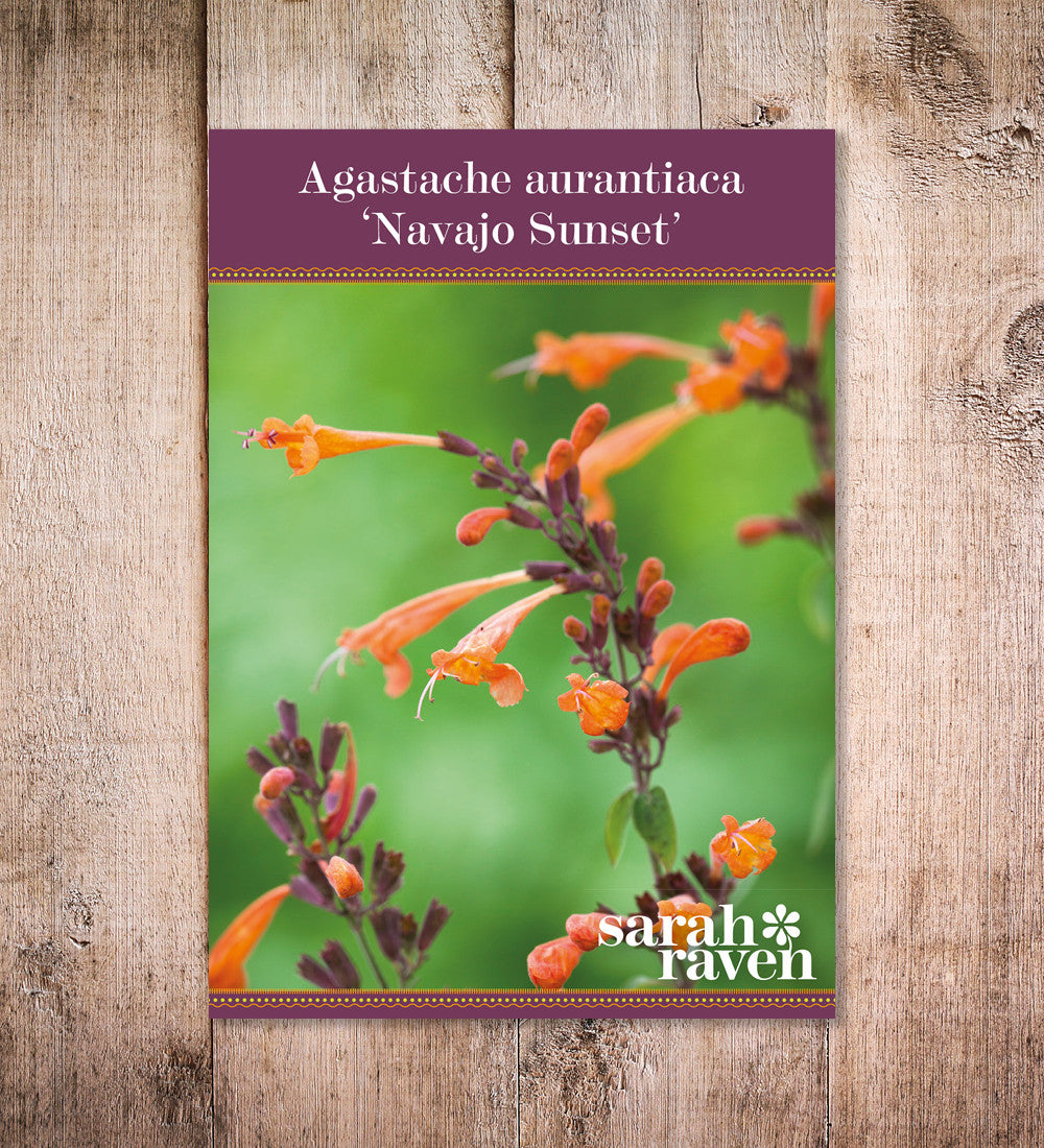 Agastache aurantiaca 'Navajo Sunset'