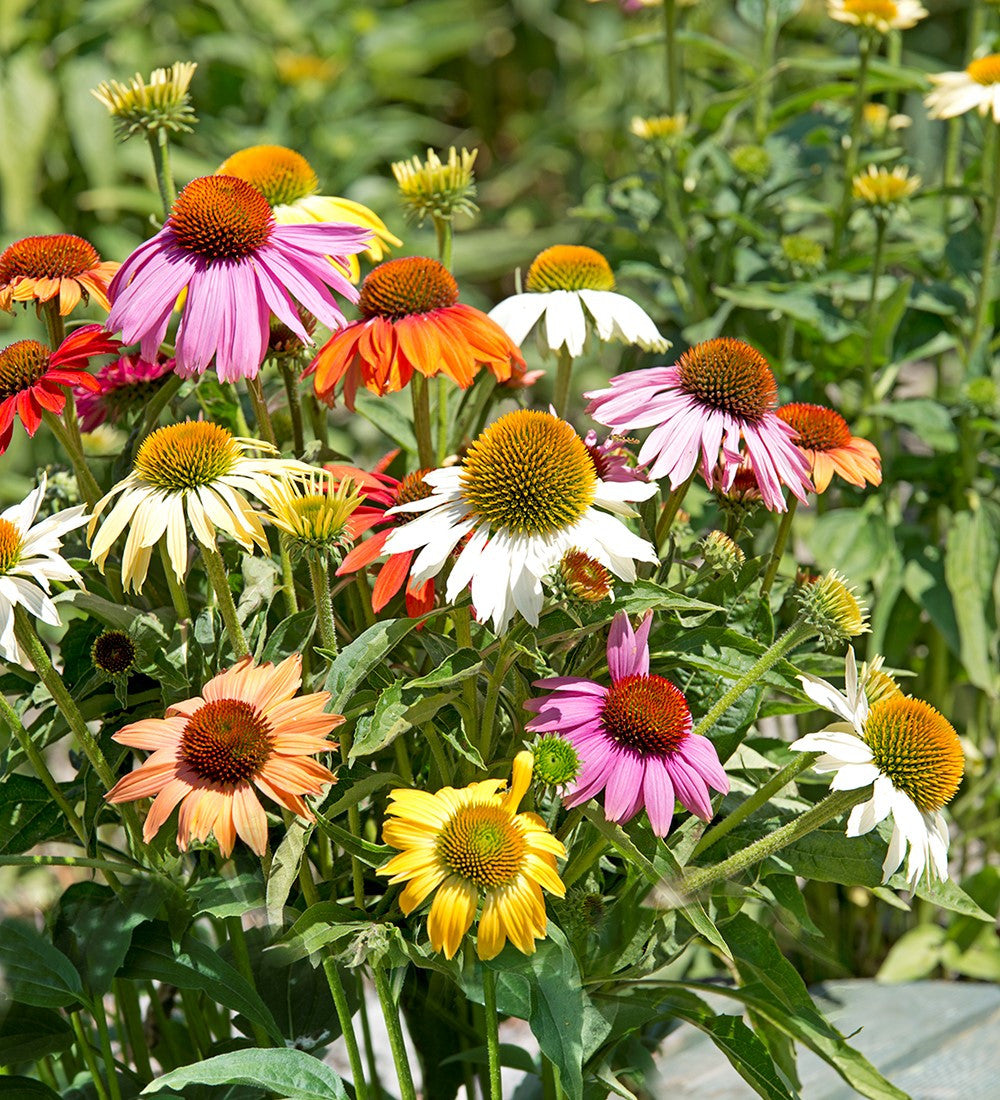 Echinacea purpurea 'Paradiso Mix'