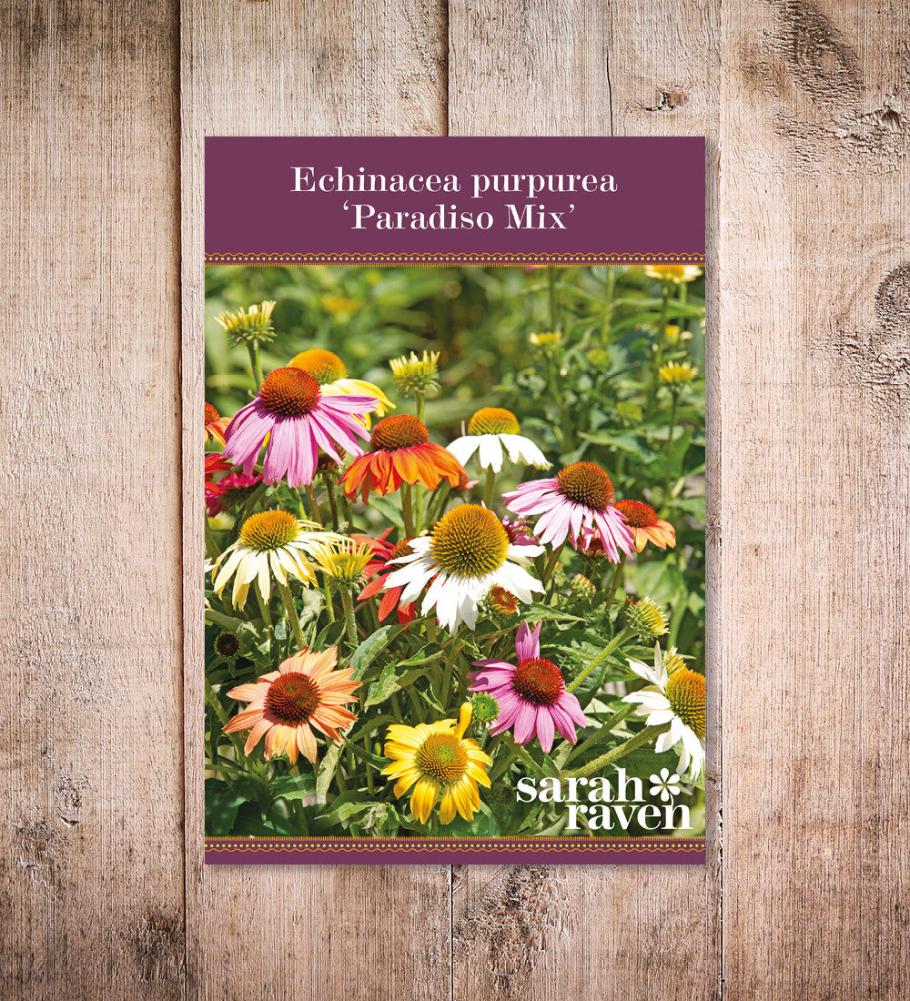 Echinacea purpurea 'Paradiso Mix'