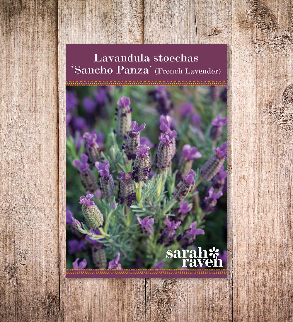 Lavandula stoechas 'Sancho Panza' (French Lavender)