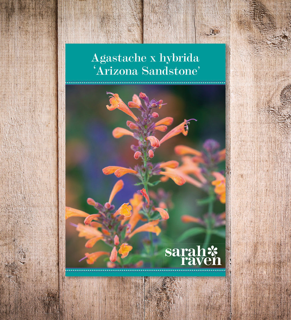Agastache ‘Sandstone’ (Arizona series)