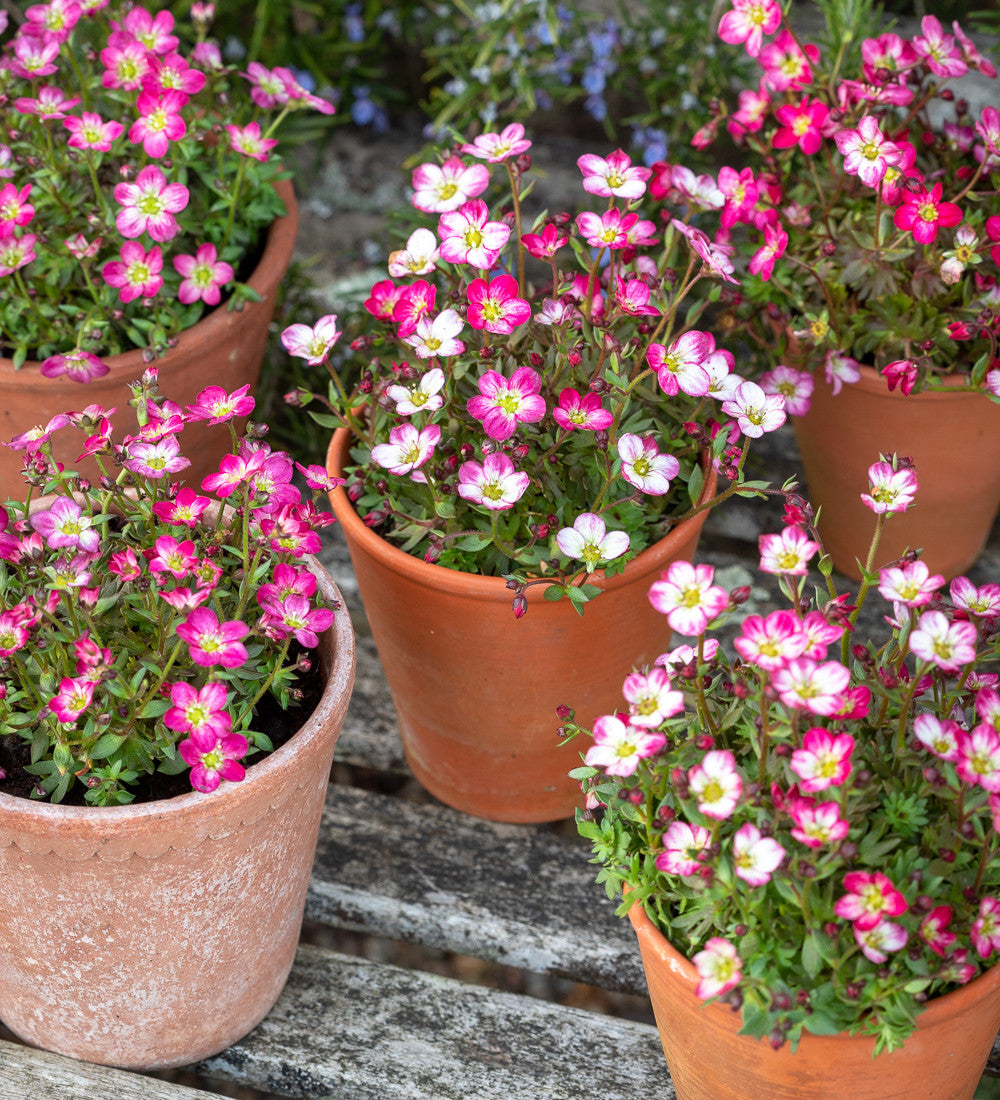 Saxifraga x arendsii 'Flower Carpet'