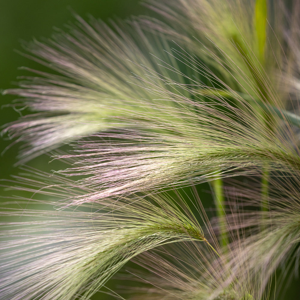 Hordeum jubatum