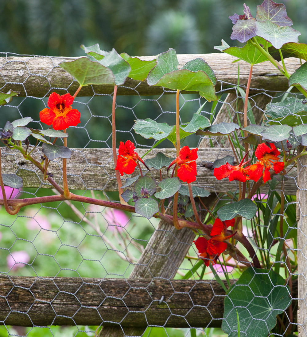 Nasturtium 'Empress of India' (Tropaeolum majus)