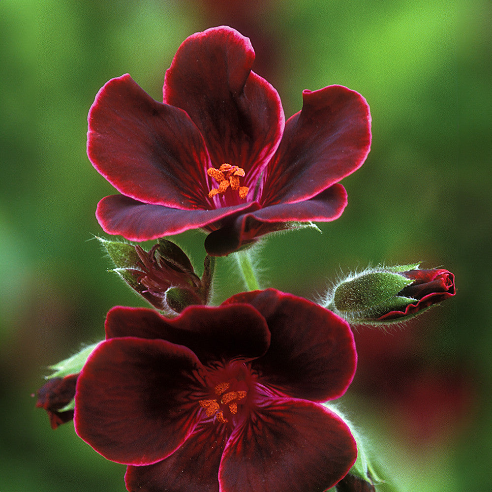 Venetian Pelargonium Collection
