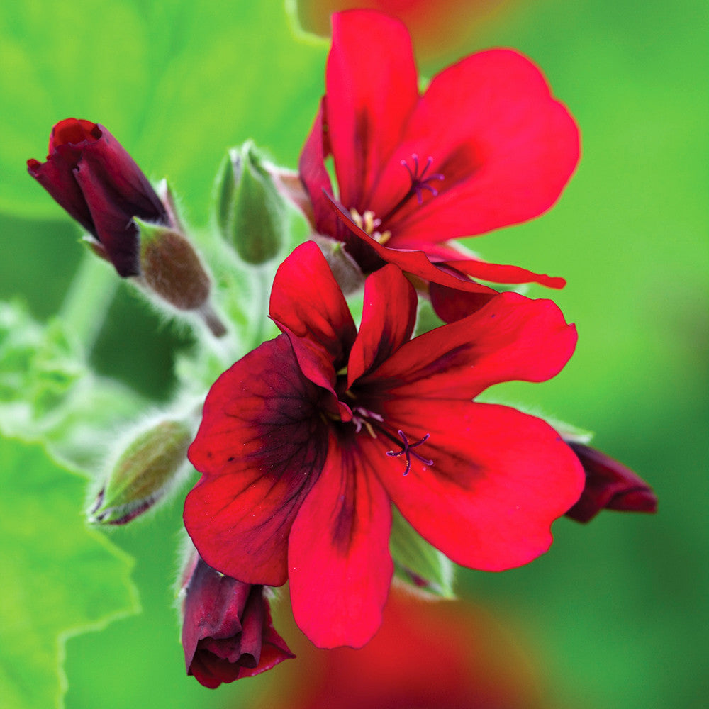 Venetian Pelargonium Collection