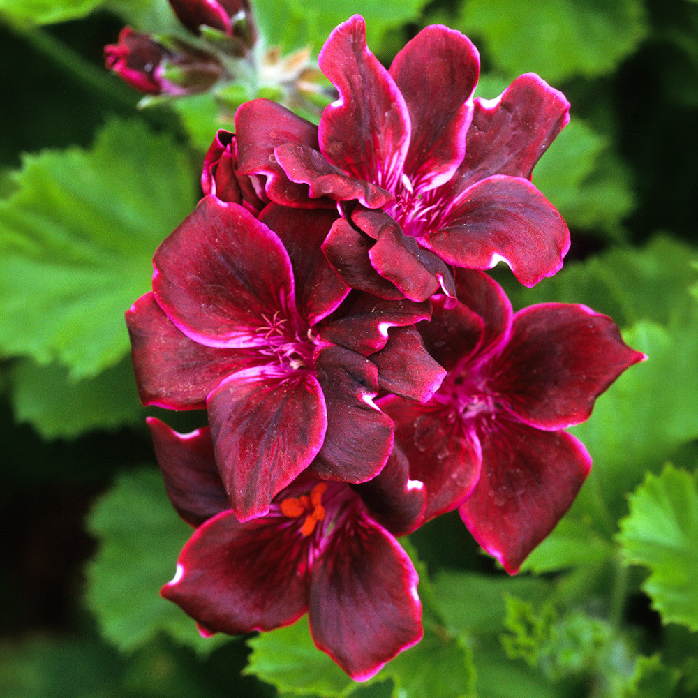 Pelargonium 'Lord Bute' (Regal)