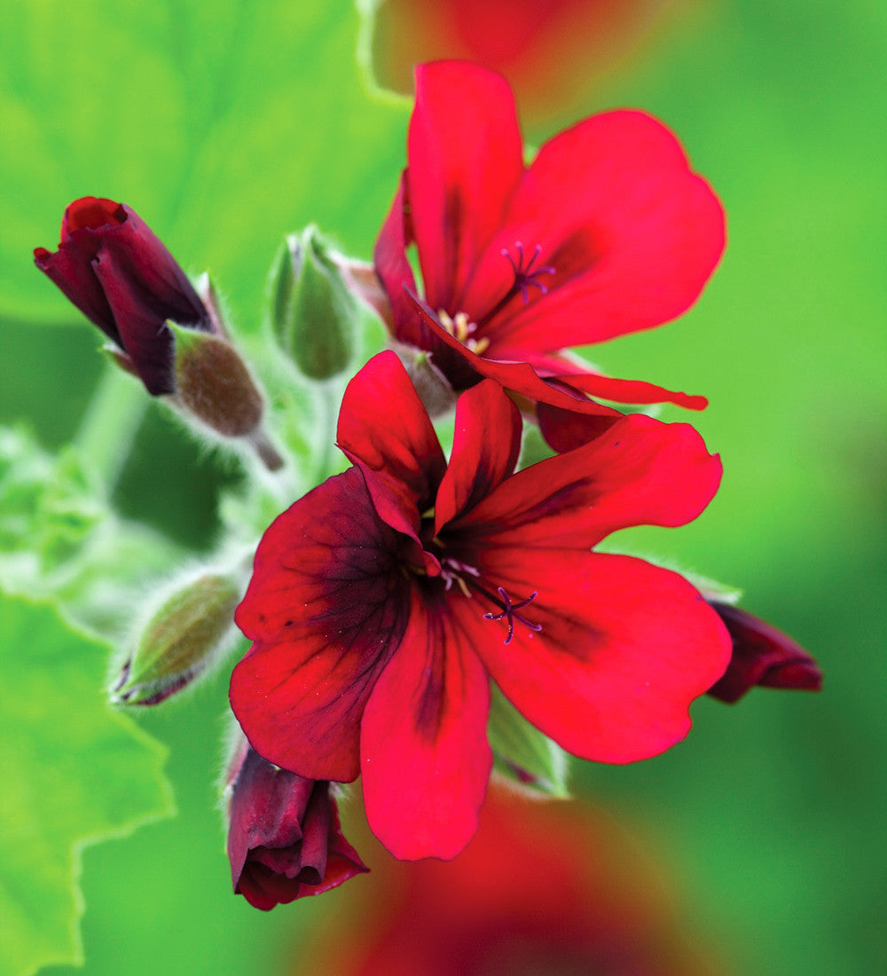 Pelargonium 'Mystery' (Unique)