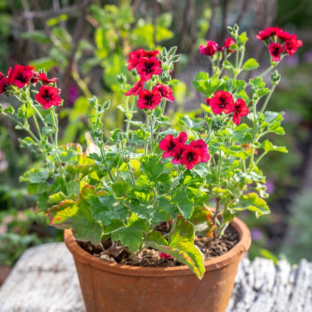 Pelargonium 'Mystery' (Unique)