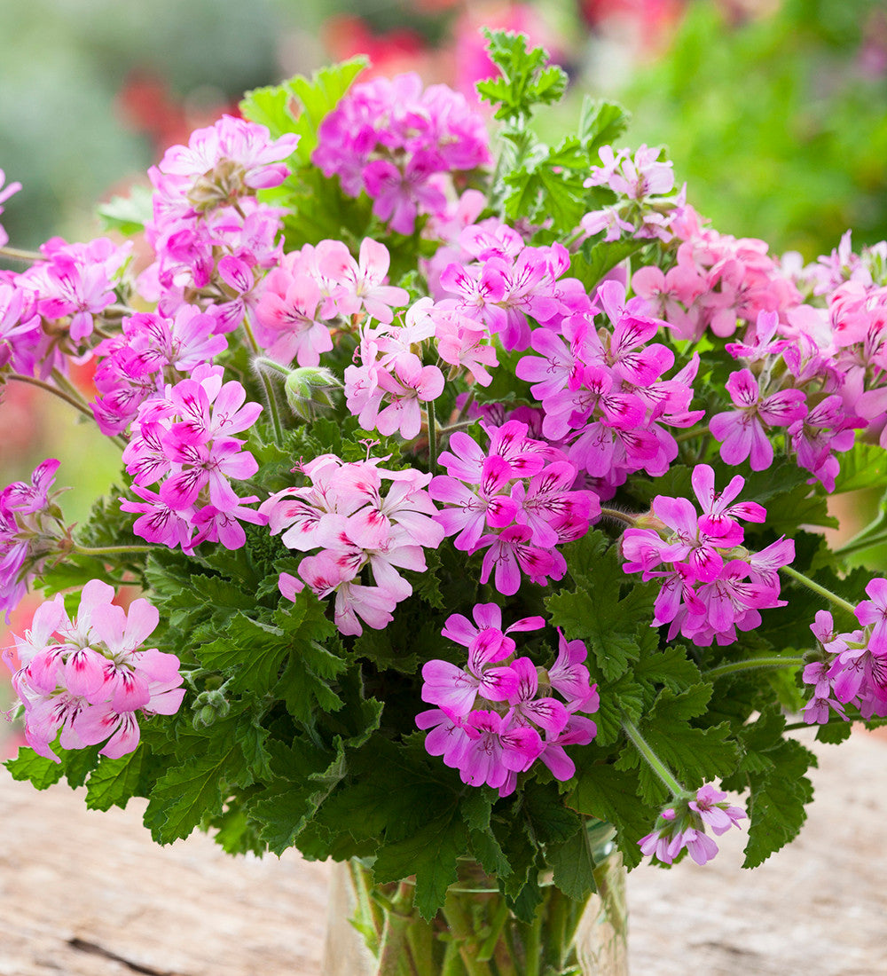 Pelargonium 'Attar of Roses' (Scented)