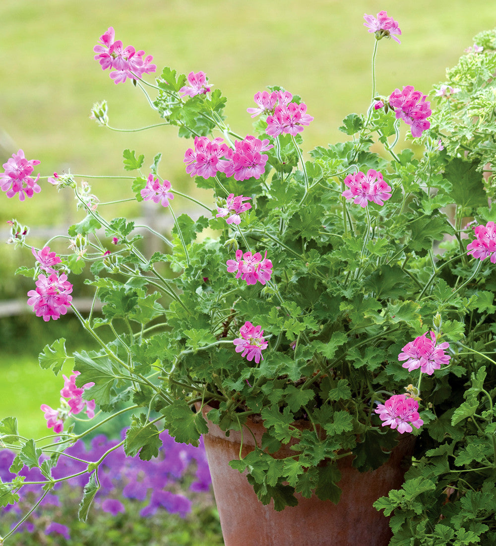 Pelargonium 'Pink Capitatum' (Scented)