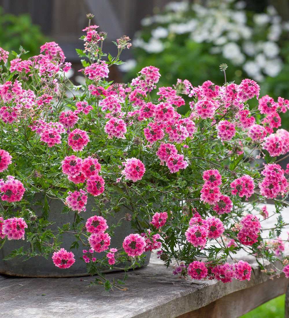 Verbena tenera 'Sissinghurst'