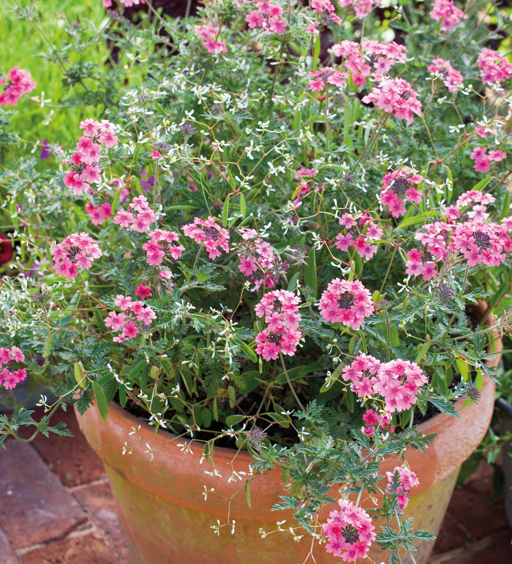Verbena tenera 'Sissinghurst'