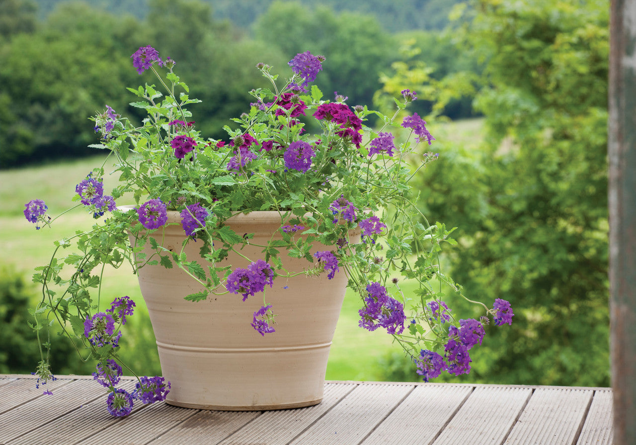 Verbena Collection