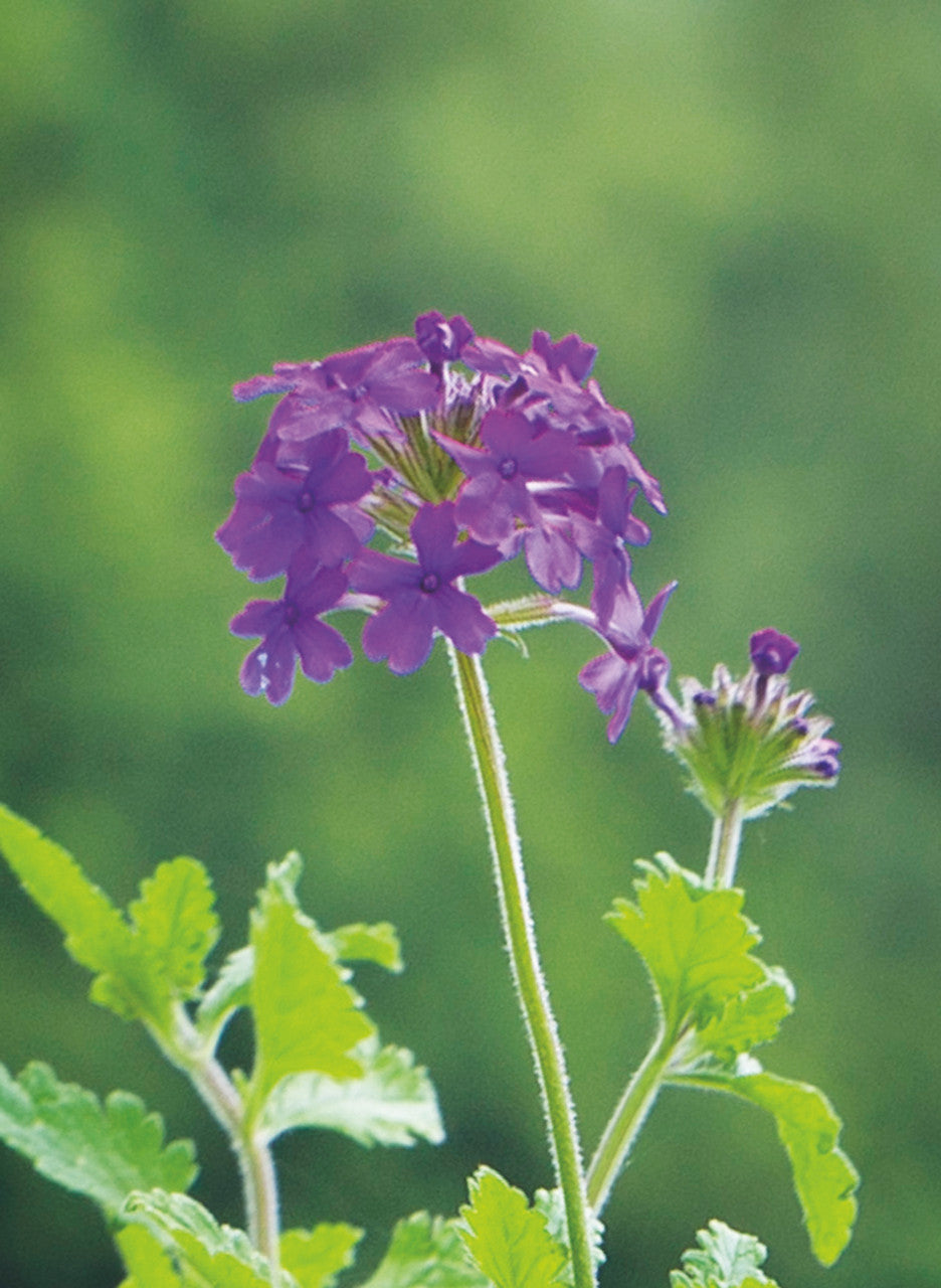 Verbena Collection