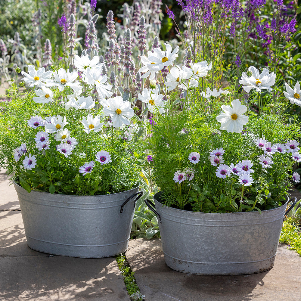 White Pot Collection
