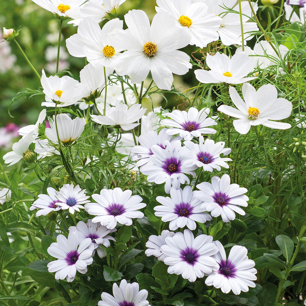 White Pot Collection