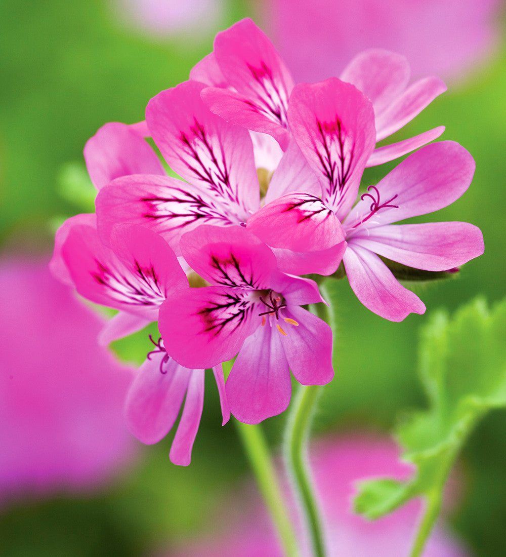Scented Pelargonium Collection