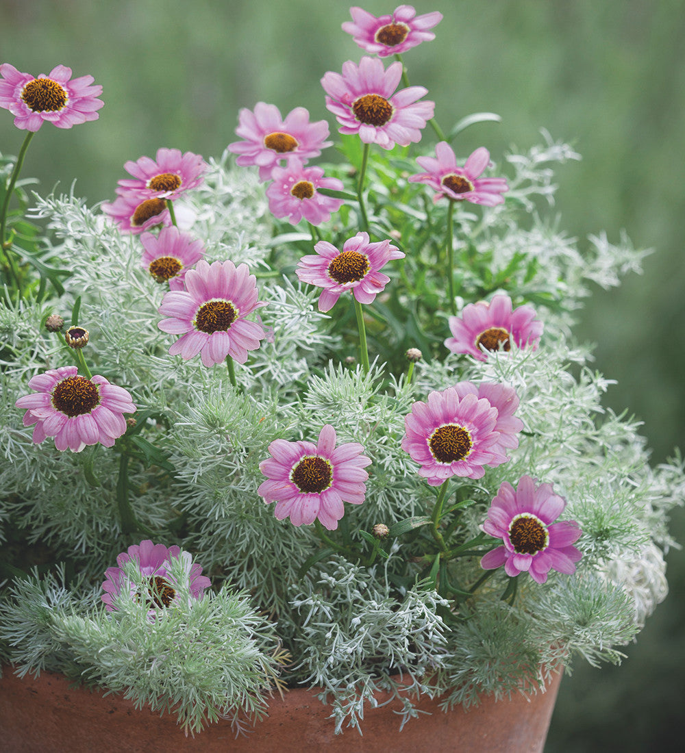 Forever Flowering Pot Collection