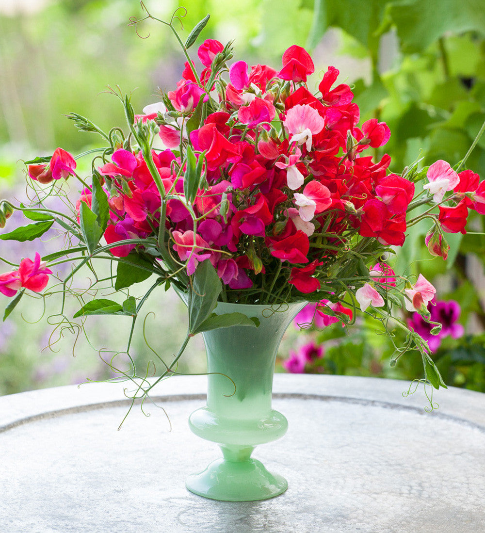 Full on Fragrance Sweet Pea Collection