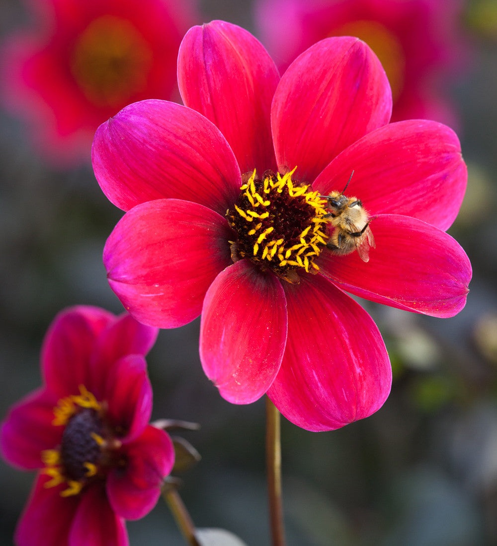 Dahlia 'Roxy'