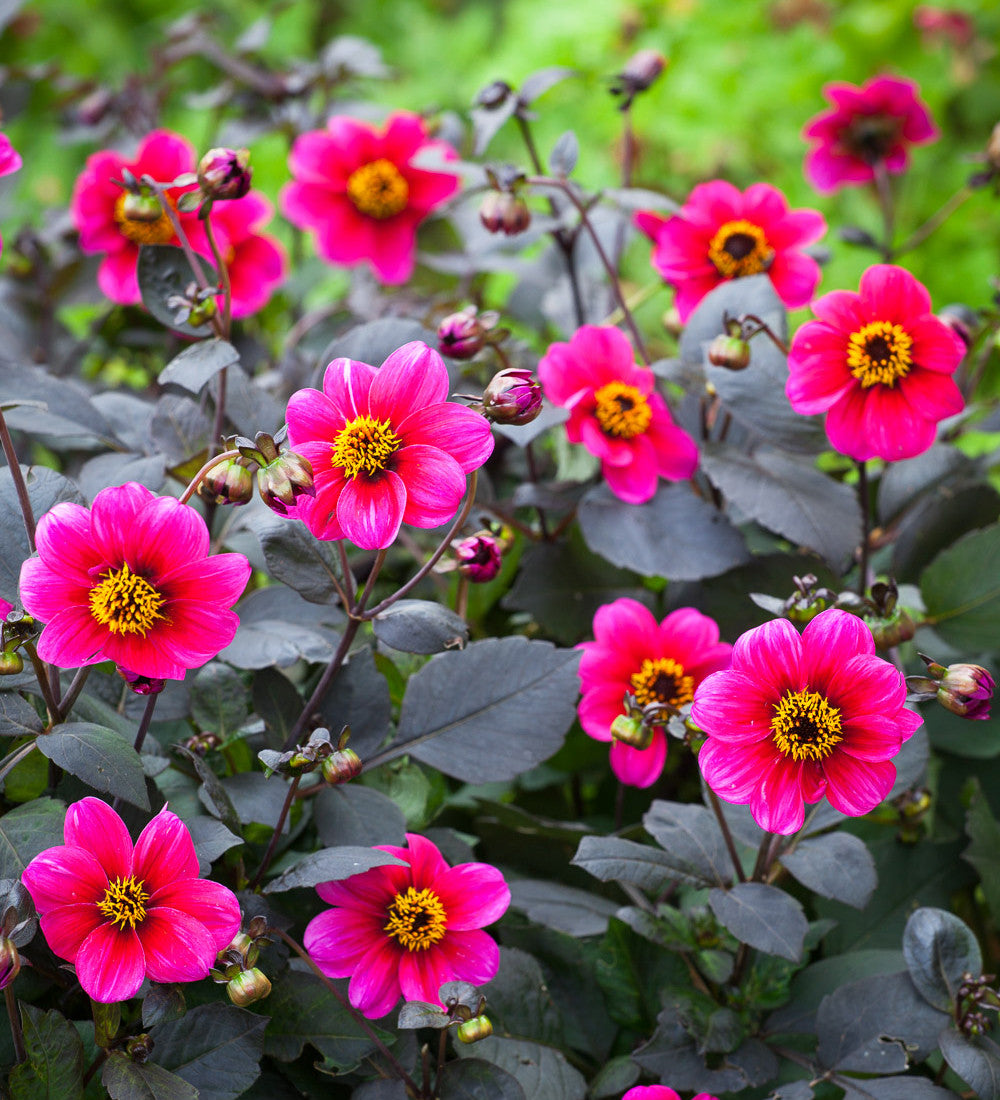 Dahlia 'Roxy'