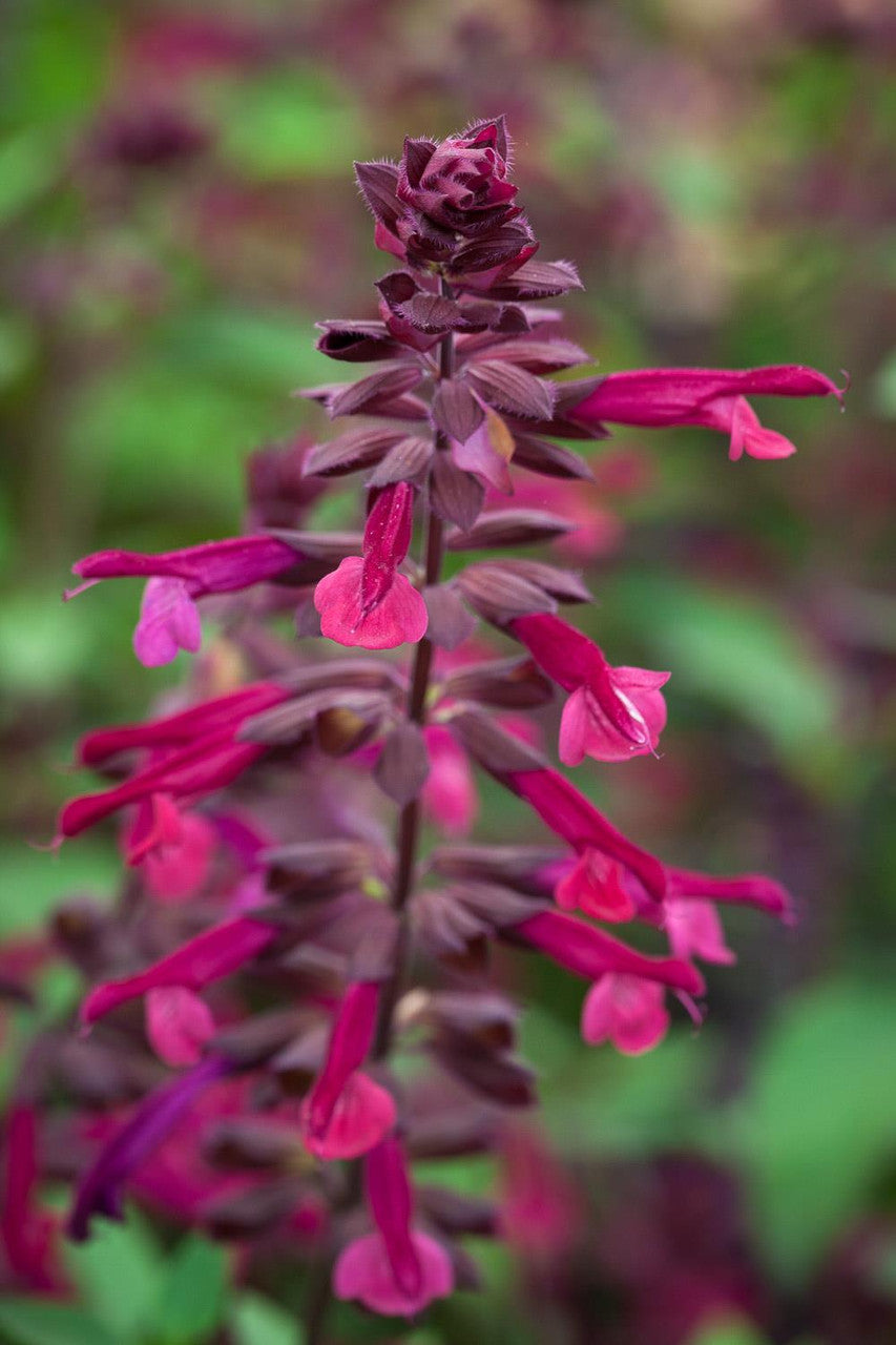 Salvia 'Love and Wishes'