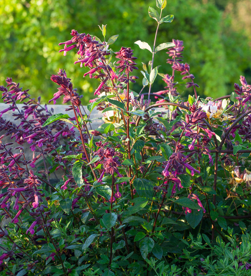 Salvia 'Love and Wishes'