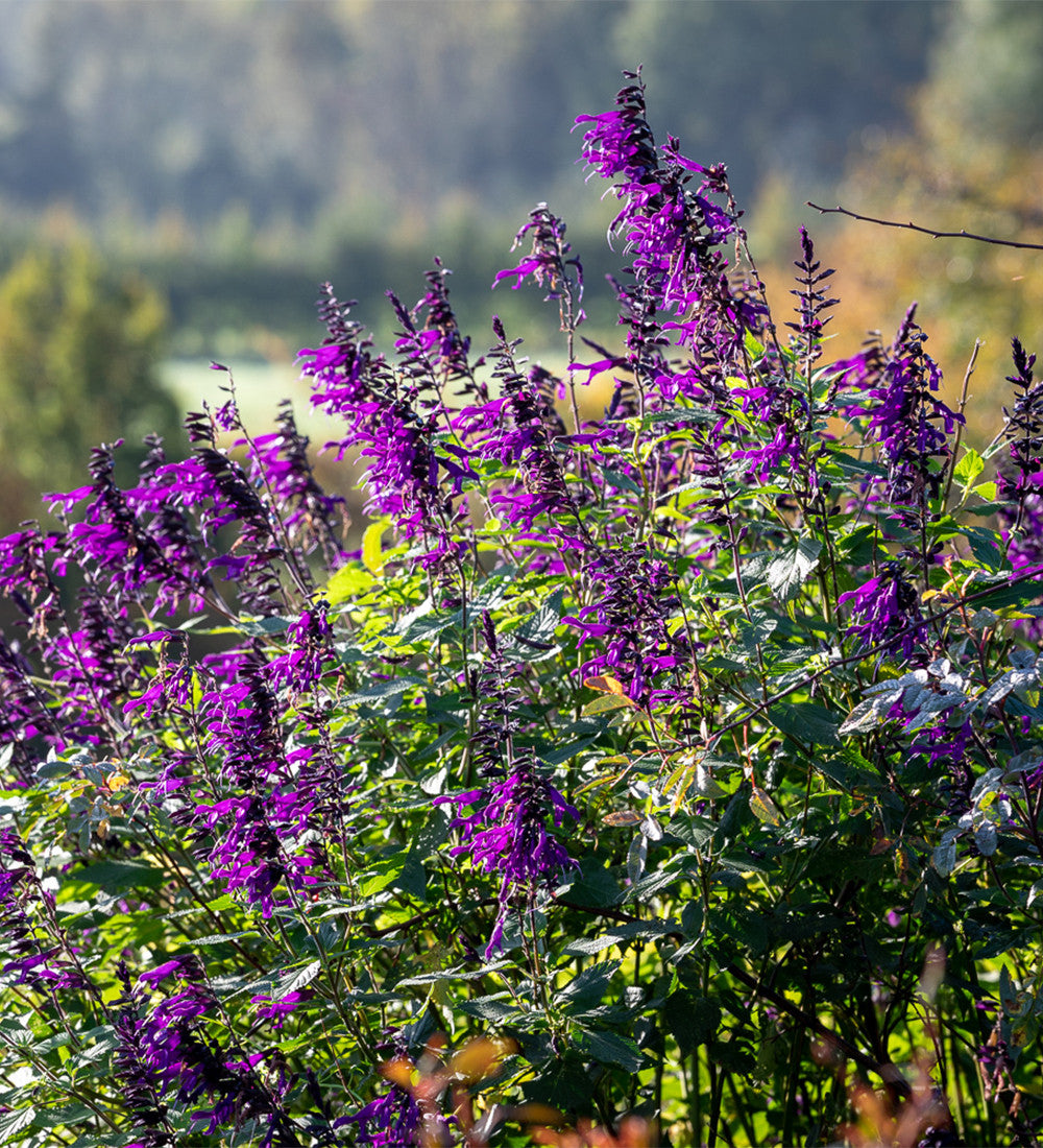 Salvia 'Amistad'