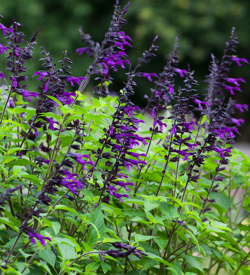 Salvia 'Amistad'