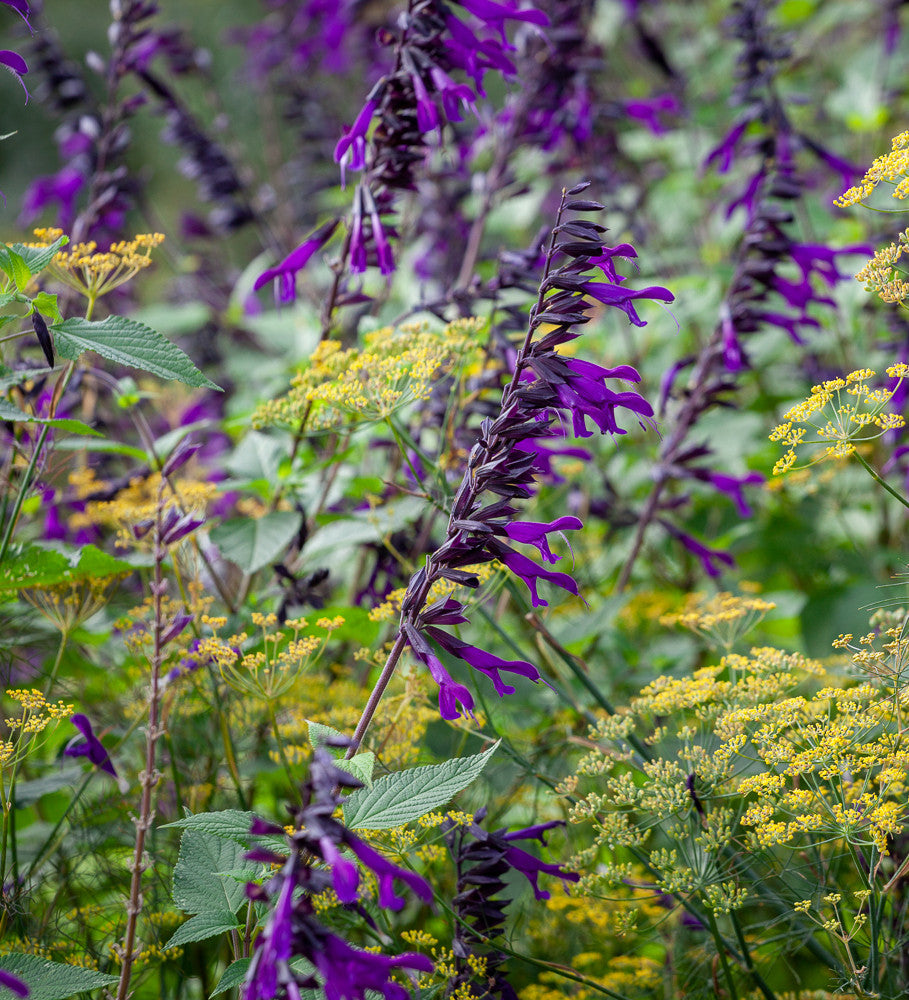 Salvia 'Amistad'